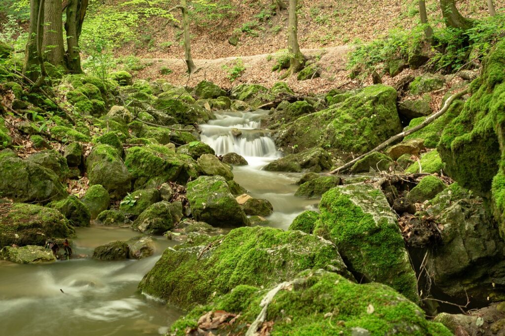 nature, stream, rocks, forest, tour, tour, tour, tour, tour, tour