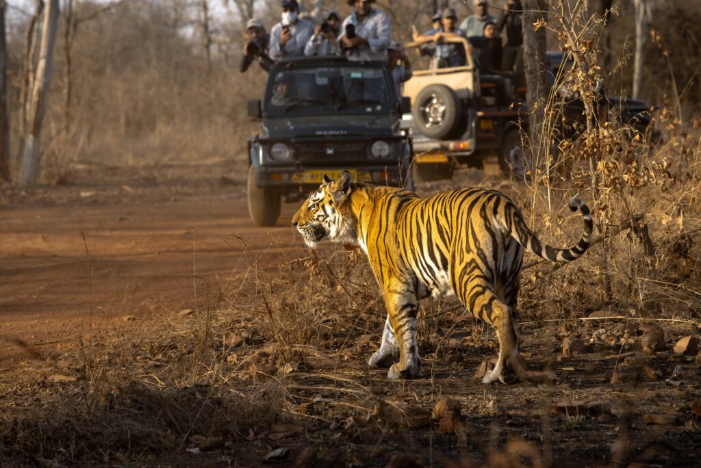 Capturing a majestic tiger during a wildlife safari in India. A breathtaking moment.